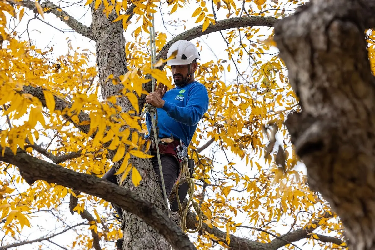 Skilled Tree Transplanting crew working in Chatfield